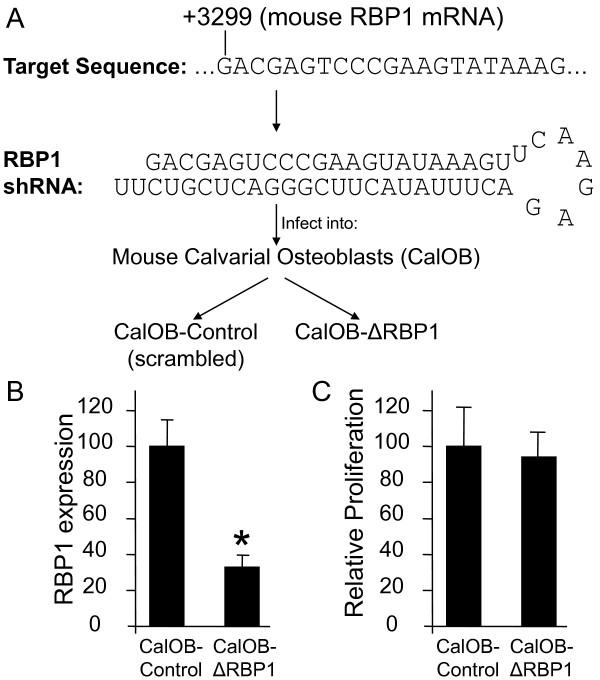 https://cdn.ncbi.nlm.nih.gov/pmc/blobs/bfcb/2888765/7bf8d8402866/1471-2474-11-104-1.jpg