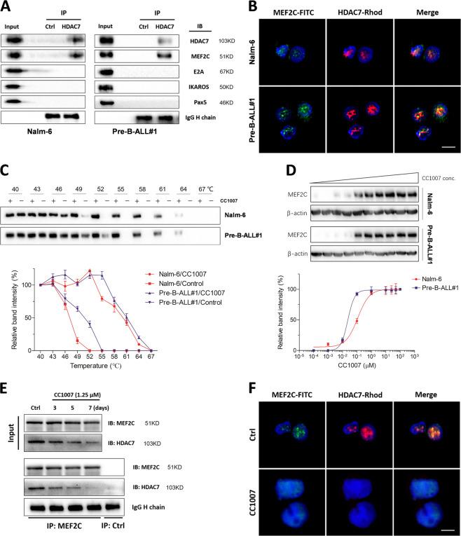https://cdn.ncbi.nlm.nih.gov/pmc/blobs/bfd2/7483467/b850aaafd911/41419_2020_2949_Fig6_HTML.jpg