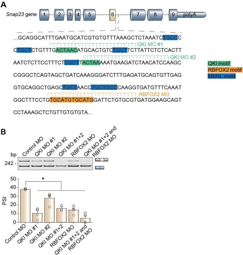 https://cdn.ncbi.nlm.nih.gov/pmc/blobs/bfd3/12064062/088358a8b5eb/KRNB_A_2491160_F0008_OC.jpg