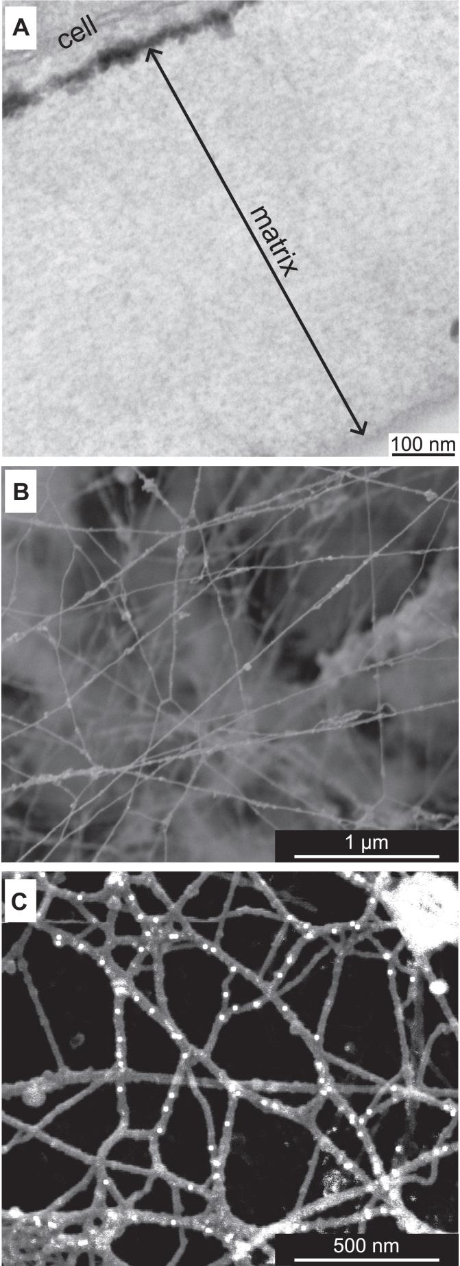 https://cdn.ncbi.nlm.nih.gov/pmc/blobs/bfd4/12274822/ffbd9a35ce18/gr3.jpg