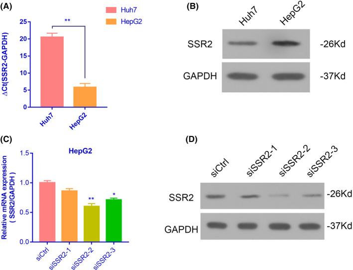 https://cdn.ncbi.nlm.nih.gov/pmc/blobs/bfd5/9170819/c994d362f3cc/JCMM-26-3169-g005.jpg