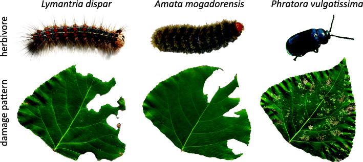 https://cdn.ncbi.nlm.nih.gov/pmc/blobs/bfd7/8033671/d012f88bbd4a/12870_2021_2936_Fig1_HTML.jpg
