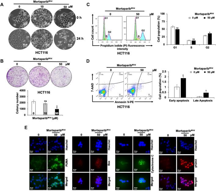 https://cdn.ncbi.nlm.nih.gov/pmc/blobs/bfd9/9510692/7893af9765ed/fcell-10-918970-g005.jpg