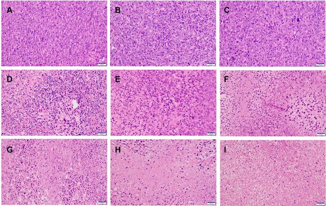 https://cdn.ncbi.nlm.nih.gov/pmc/blobs/bfdc/9869790/7082b47c59d5/IJN-18-323-g0009.jpg