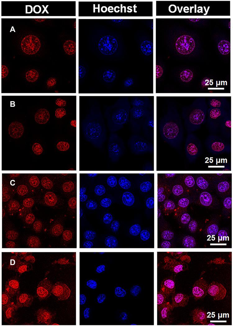 https://cdn.ncbi.nlm.nih.gov/pmc/blobs/bfdc/9869790/8367240c979c/IJN-18-323-g0006.jpg