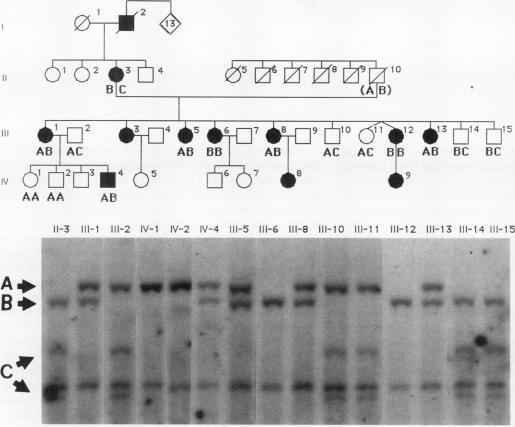 https://cdn.ncbi.nlm.nih.gov/pmc/blobs/bfe1/330034/8347633fa300/jcinvest00489-0373-a.jpg