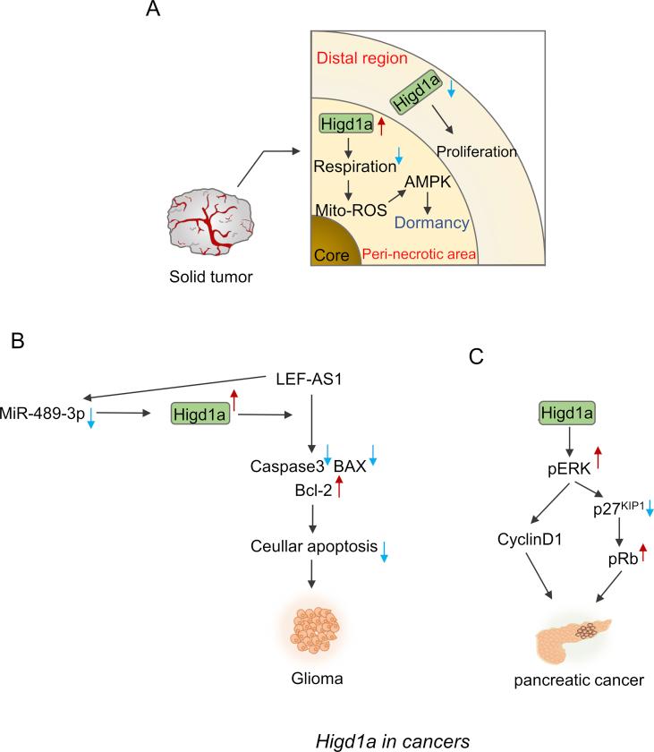 https://cdn.ncbi.nlm.nih.gov/pmc/blobs/bfe3/10363561/266ef3ee373c/gr5.jpg