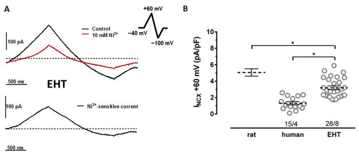 https://cdn.ncbi.nlm.nih.gov/pmc/blobs/bfe3/9368200/6bb63ce214b3/cells-11-02424-g001.jpg