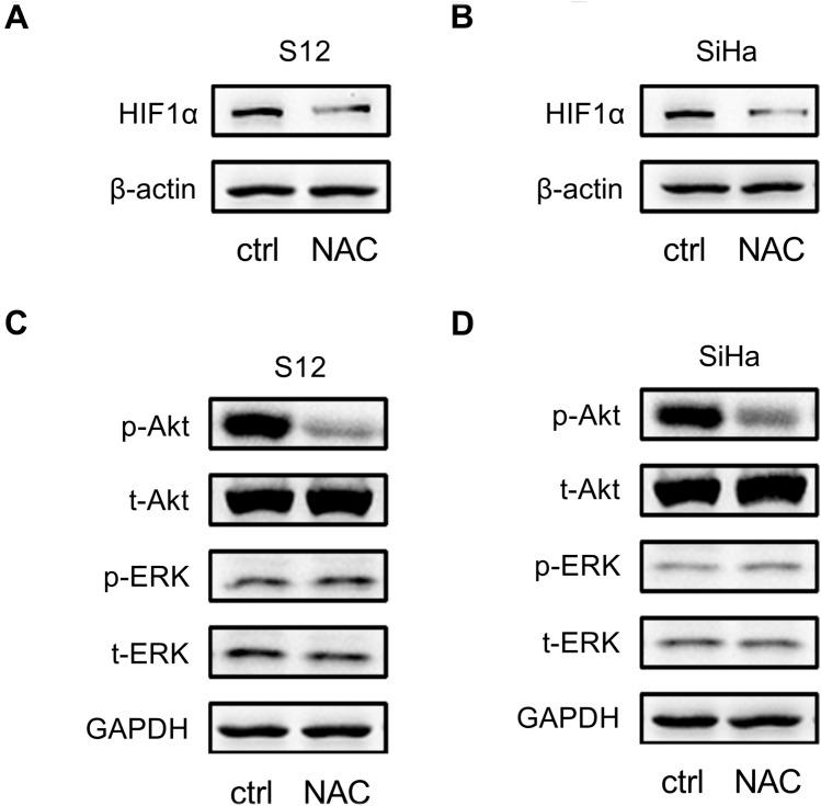 https://cdn.ncbi.nlm.nih.gov/pmc/blobs/bfe4/10293158/c3ca05120ef7/40268_2023_423_Fig4_HTML.jpg