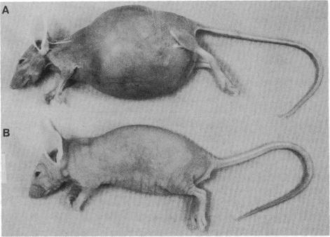 https://cdn.ncbi.nlm.nih.gov/pmc/blobs/bfe7/304876/25bfdcc67998/pnas00275-0320-a.jpg