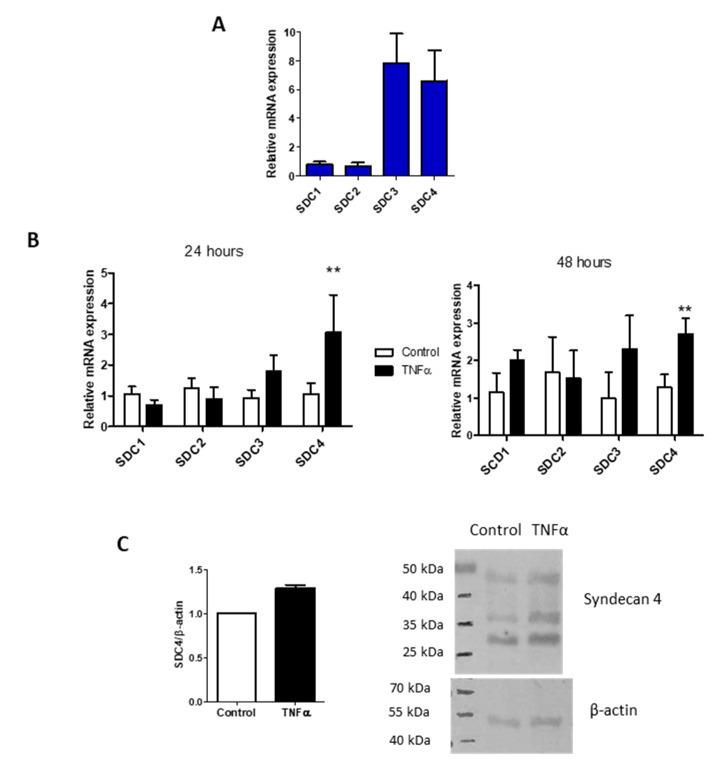 https://cdn.ncbi.nlm.nih.gov/pmc/blobs/bfe7/8229641/1b98bacbe754/biomolecules-11-00809-g003.jpg