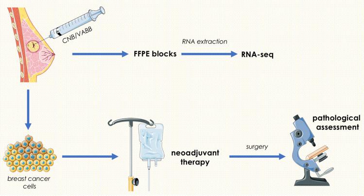 https://cdn.ncbi.nlm.nih.gov/pmc/blobs/bfea/11761126/1dd131070af1/13353_2024_876_Sch1_HTML.jpg