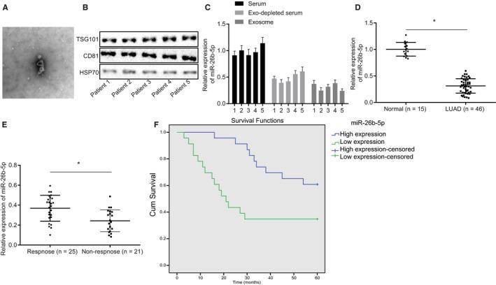 https://cdn.ncbi.nlm.nih.gov/pmc/blobs/bfee/7348161/4de91ca2f9e9/JCMM-24-7730-g007.jpg