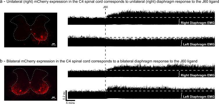 https://cdn.ncbi.nlm.nih.gov/pmc/blobs/bfef/12129449/9b62081ca712/elife-97846-fig2-figsupp1.jpg