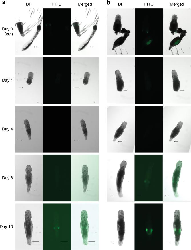 https://cdn.ncbi.nlm.nih.gov/pmc/blobs/bff0/5730564/7ee038f9ffe5/41467_2017_2214_Fig4_HTML.jpg