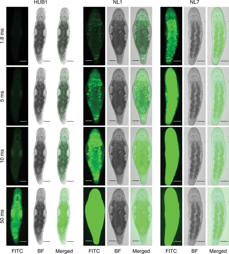 https://cdn.ncbi.nlm.nih.gov/pmc/blobs/bff0/5730564/d3b8a52e1c45/41467_2017_2214_Fig5_HTML.jpg