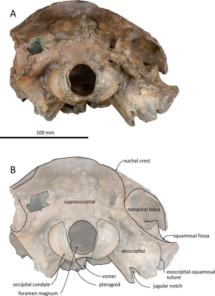 https://cdn.ncbi.nlm.nih.gov/pmc/blobs/bff1/7912617/17d772ddf4f1/peerj-09-10945-g006.jpg