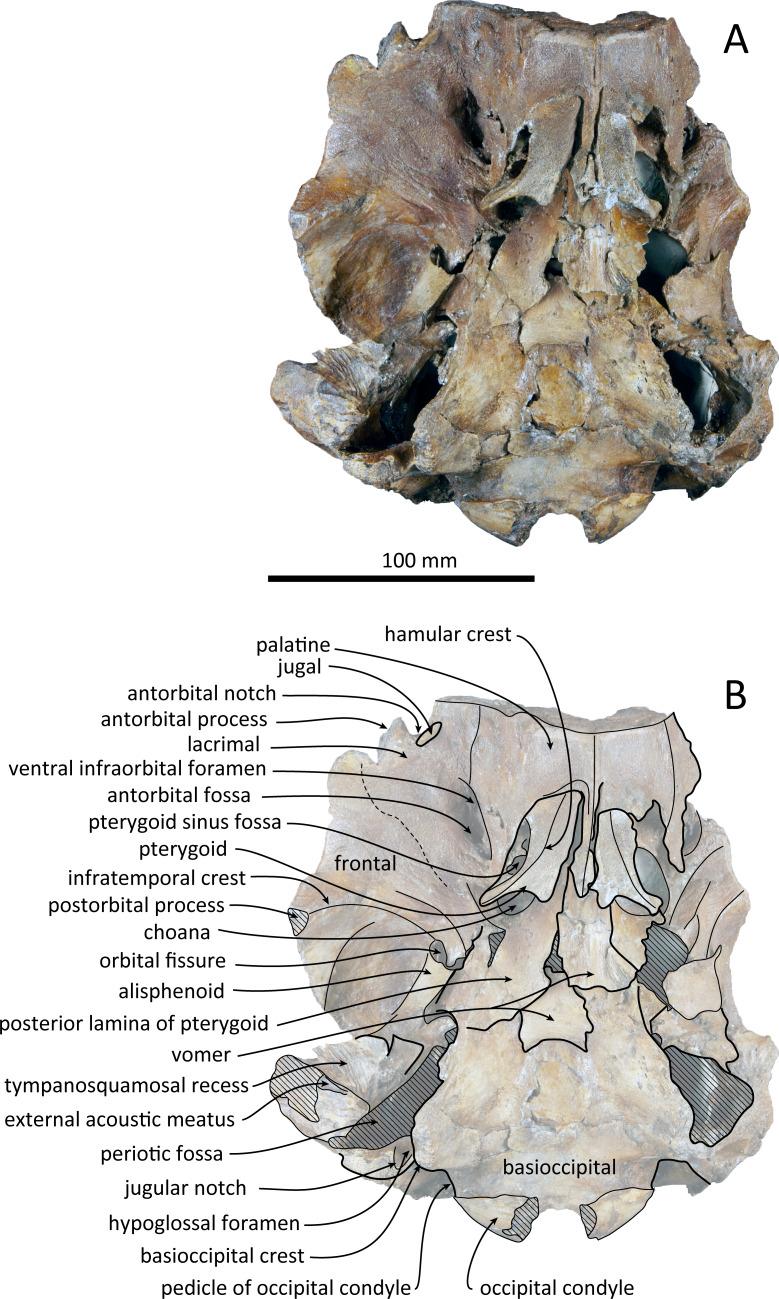 https://cdn.ncbi.nlm.nih.gov/pmc/blobs/bff1/7912617/91579318e745/peerj-09-10945-g003.jpg