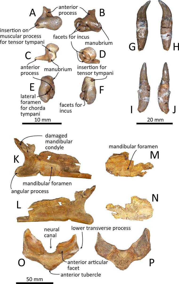 https://cdn.ncbi.nlm.nih.gov/pmc/blobs/bff1/7912617/b5f91e54b573/peerj-09-10945-g011.jpg
