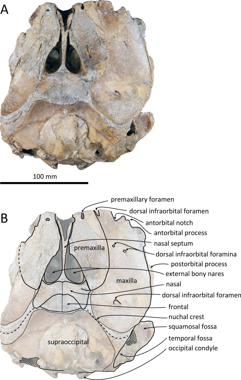 https://cdn.ncbi.nlm.nih.gov/pmc/blobs/bff1/7912617/e02282d74755/peerj-09-10945-g002.jpg