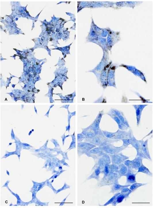 https://cdn.ncbi.nlm.nih.gov/pmc/blobs/bff6/2683566/837c061dec7d/pone.0005684.g002.jpg