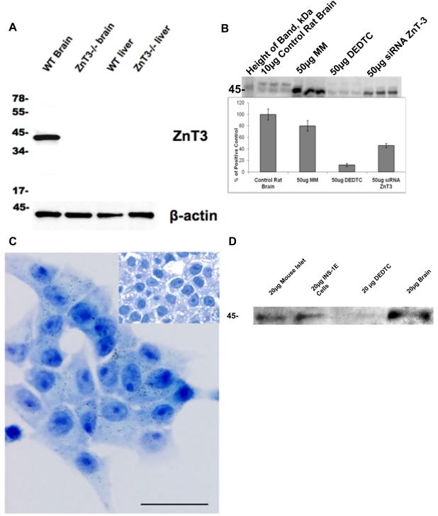 https://cdn.ncbi.nlm.nih.gov/pmc/blobs/bff6/2683566/d7c2ed913a1c/pone.0005684.g006.jpg