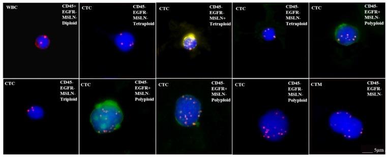 https://cdn.ncbi.nlm.nih.gov/pmc/blobs/bffd/6854376/aea3132eacbe/ijbsv15p2548g002.jpg