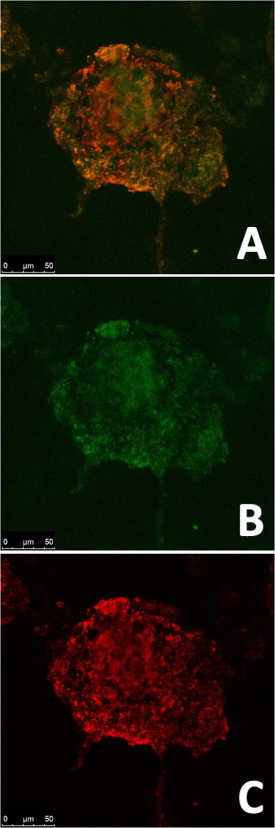 https://cdn.ncbi.nlm.nih.gov/pmc/blobs/bffe/9001567/96d3925b0d36/10856_2022_6658_Fig6_HTML.jpg
