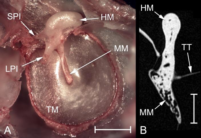 https://cdn.ncbi.nlm.nih.gov/pmc/blobs/c003/5142786/3d25c8673816/pone.0167079.g003.jpg
