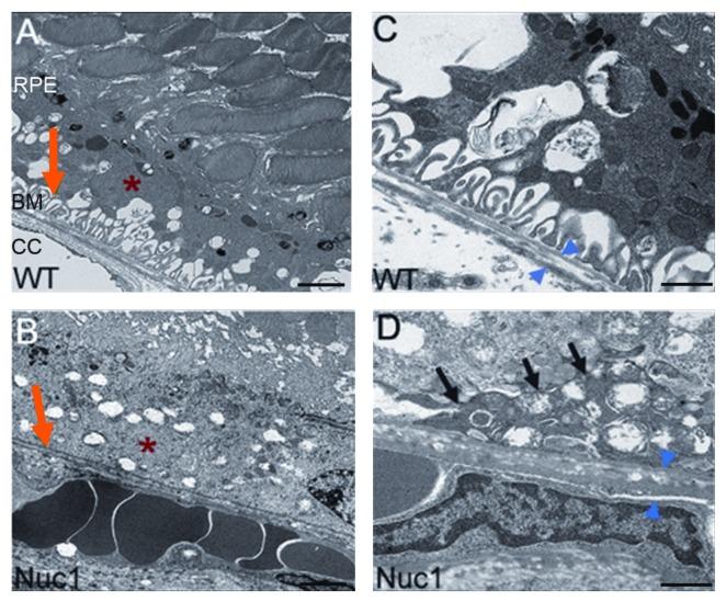 https://cdn.ncbi.nlm.nih.gov/pmc/blobs/c004/3722332/0a340f18c841/auto-9-973-g5.jpg