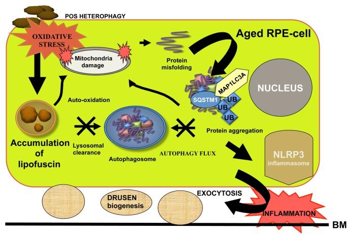 https://cdn.ncbi.nlm.nih.gov/pmc/blobs/c004/3722332/dc669fda3d59/auto-9-973-g6.jpg
