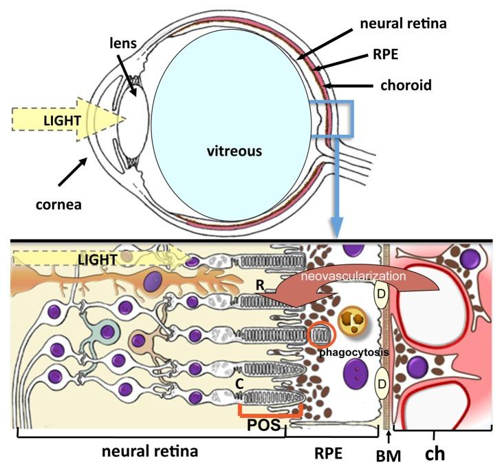 https://cdn.ncbi.nlm.nih.gov/pmc/blobs/c004/3722332/f4f67e1498da/auto-9-973-g3.jpg