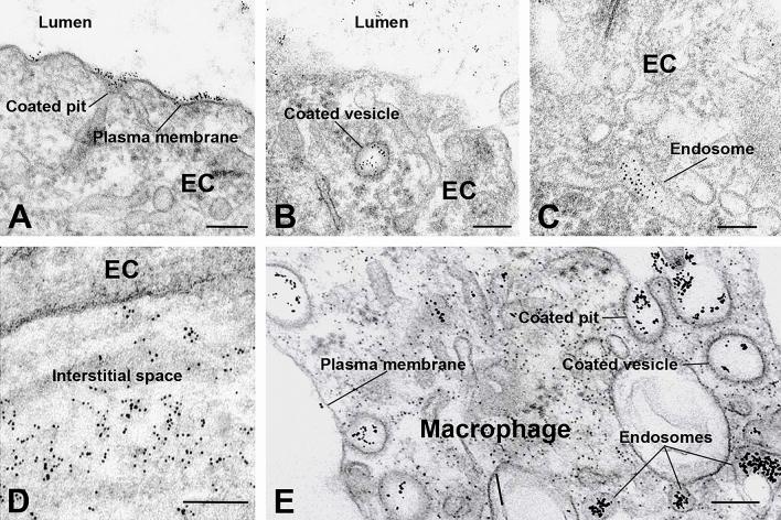 https://cdn.ncbi.nlm.nih.gov/pmc/blobs/c006/11068877/717380d710ca/41598_2024_60962_Fig6_HTML.jpg