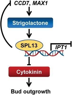 https://cdn.ncbi.nlm.nih.gov/pmc/blobs/c00c/10540736/e2068015265e/erad303_fig8.jpg