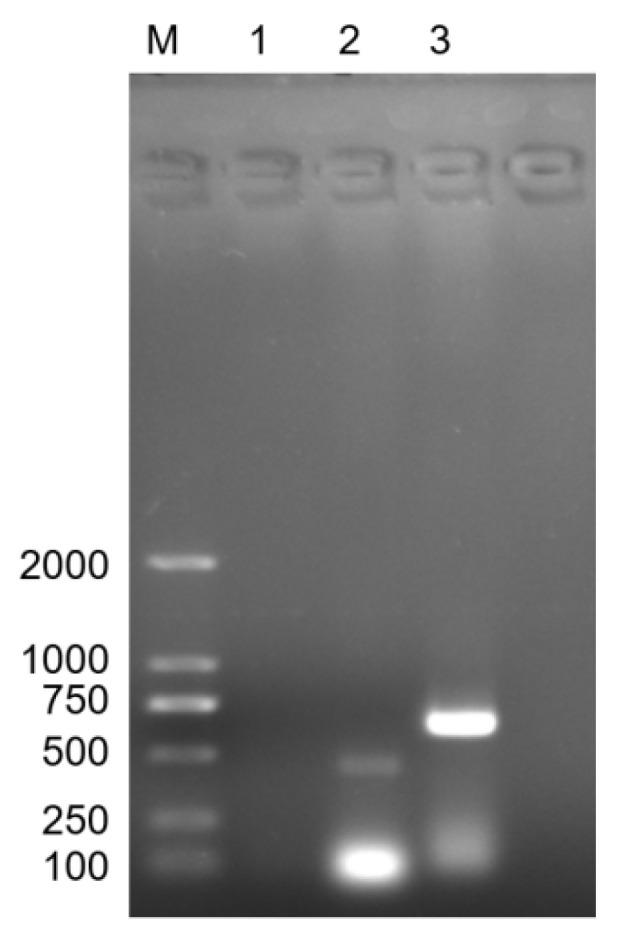 https://cdn.ncbi.nlm.nih.gov/pmc/blobs/c010/11678448/fecc6e145ec6/microorganisms-12-02618-g001.jpg