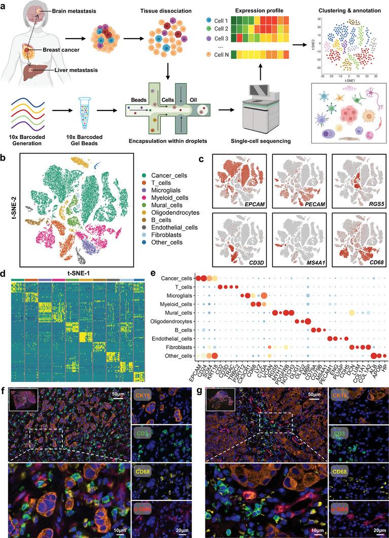 https://cdn.ncbi.nlm.nih.gov/pmc/blobs/c010/9929130/122abe98ba17/ADVS-10-2203699-g006.jpg