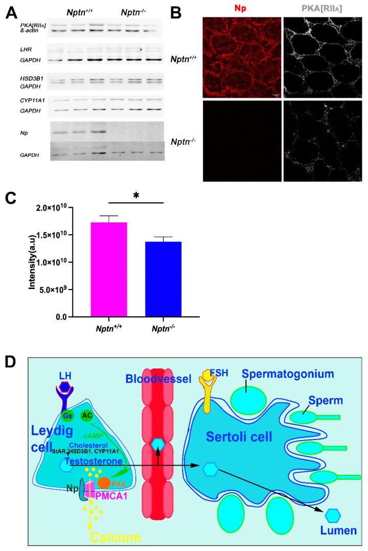 https://cdn.ncbi.nlm.nih.gov/pmc/blobs/c012/10779036/c84844e0b7ca/ijms-25-00177-g008.jpg