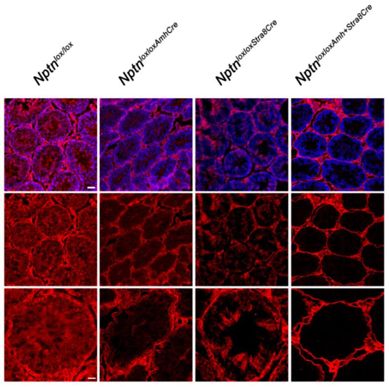 https://cdn.ncbi.nlm.nih.gov/pmc/blobs/c012/10779036/e7124ea95cfd/ijms-25-00177-g006.jpg