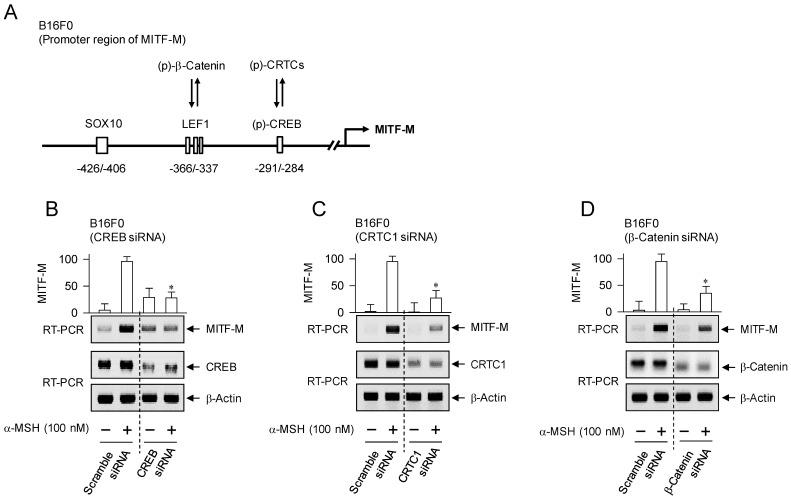 https://cdn.ncbi.nlm.nih.gov/pmc/blobs/c013/10929196/37bf509076f1/ijbsv20p1688g005.jpg
