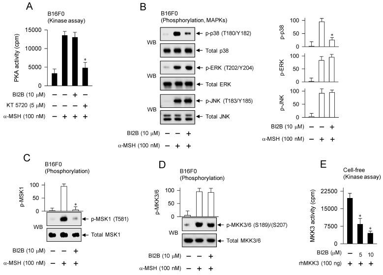 https://cdn.ncbi.nlm.nih.gov/pmc/blobs/c013/10929196/a8b544a7520f/ijbsv20p1688g008.jpg