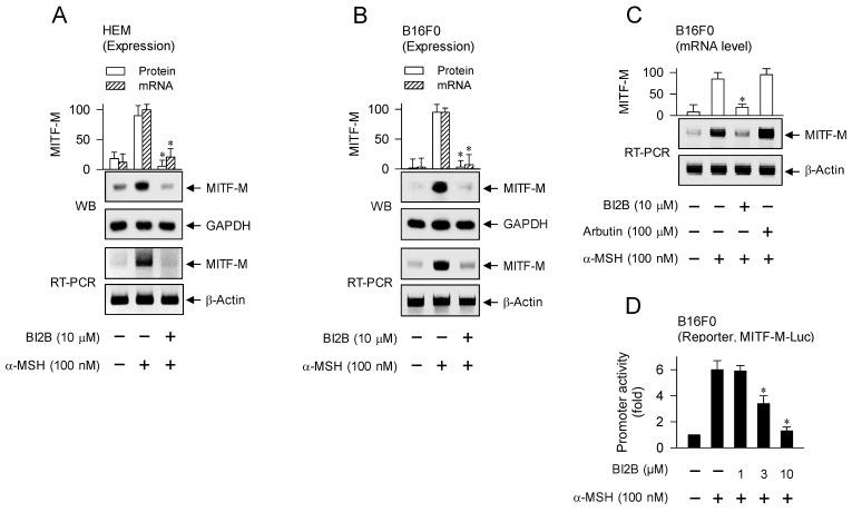 https://cdn.ncbi.nlm.nih.gov/pmc/blobs/c013/10929196/cf94bc01813c/ijbsv20p1688g004.jpg