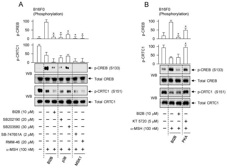https://cdn.ncbi.nlm.nih.gov/pmc/blobs/c013/10929196/d9eccc0ce033/ijbsv20p1688g009.jpg