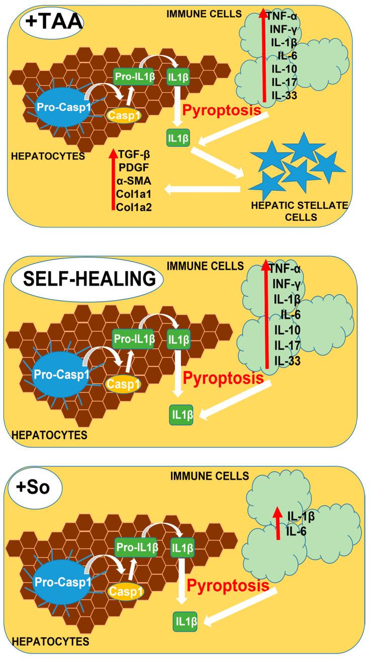 https://cdn.ncbi.nlm.nih.gov/pmc/blobs/c016/10706216/1f1a7dc4e3ba/cells-12-02723-g012a.jpg