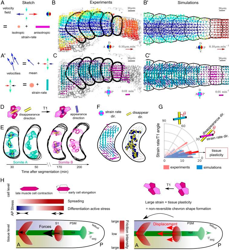 https://cdn.ncbi.nlm.nih.gov/pmc/blobs/c016/6925982/dc2eb63c21ab/pnas.1900819116fig05.jpg