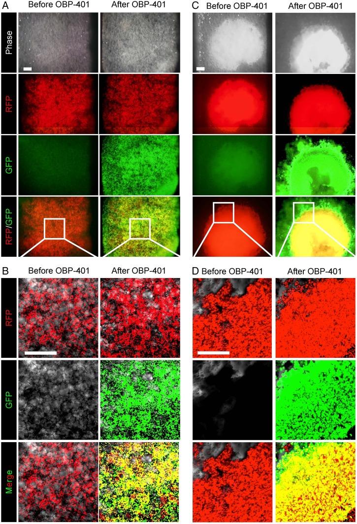 https://cdn.ncbi.nlm.nih.gov/pmc/blobs/c018/4567685/6dc5954a0734/bmjresp2015000096f01.jpg