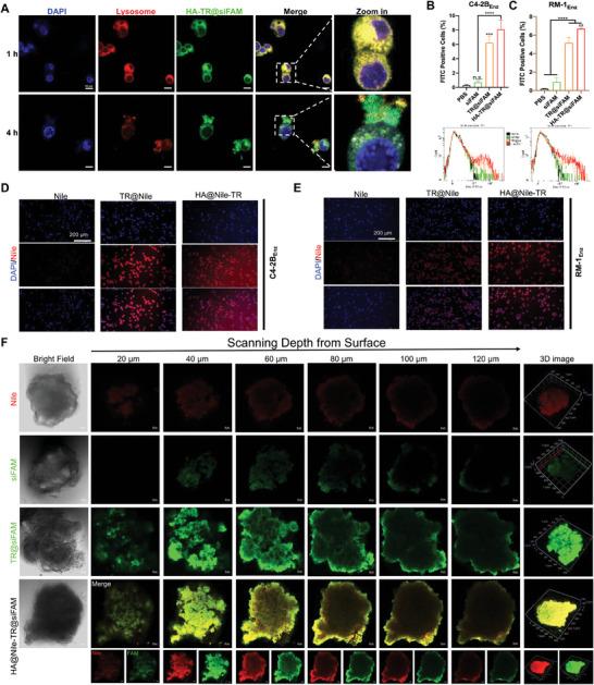 https://cdn.ncbi.nlm.nih.gov/pmc/blobs/c019/11848597/7475d5bfbc70/ADVS-12-2412244-g004.jpg