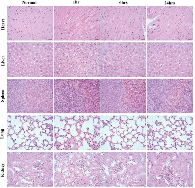 https://cdn.ncbi.nlm.nih.gov/pmc/blobs/c01f/4700528/9510e736a16b/srep18746-f7.jpg
