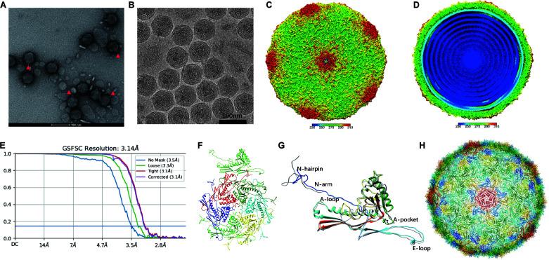 https://cdn.ncbi.nlm.nih.gov/pmc/blobs/c027/11481518/c8f1f4d3bbcd/mbio.01393-24.f001.jpg