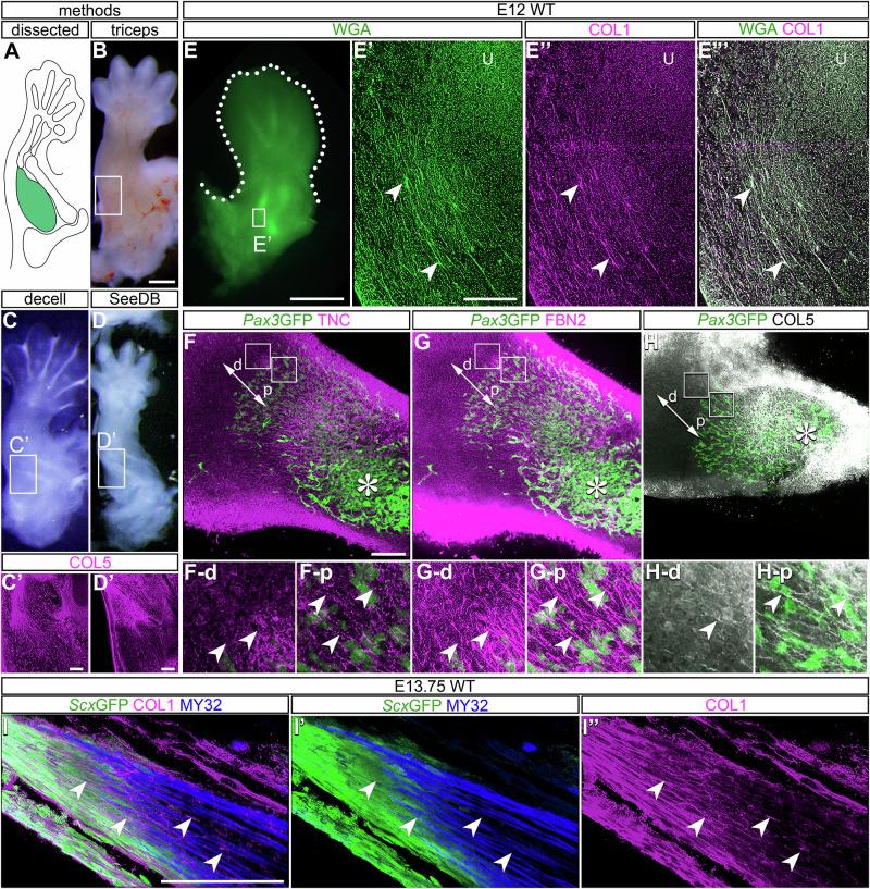 https://cdn.ncbi.nlm.nih.gov/pmc/blobs/c027/12343929/1c776f41139e/42003_2025_8653_Fig1_HTML.jpg