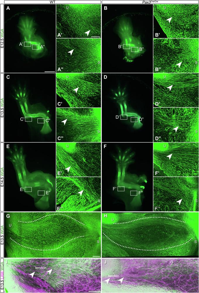 https://cdn.ncbi.nlm.nih.gov/pmc/blobs/c027/12343929/311668c12e7d/42003_2025_8653_Fig4_HTML.jpg
